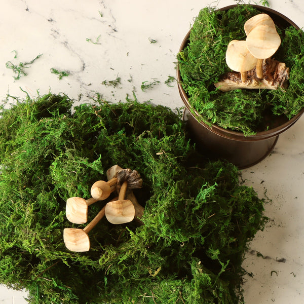 Buy Natural Dried Moss ( 0.5 kg ) online from Nurserylive at