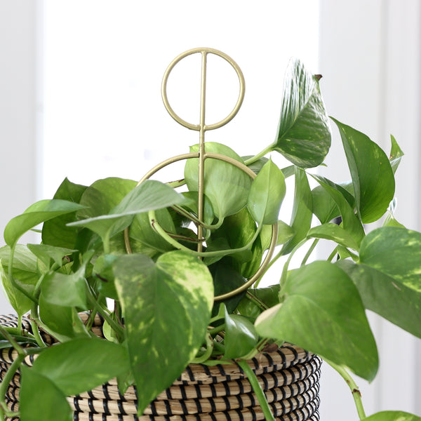 Gold Halo Plant Stick 