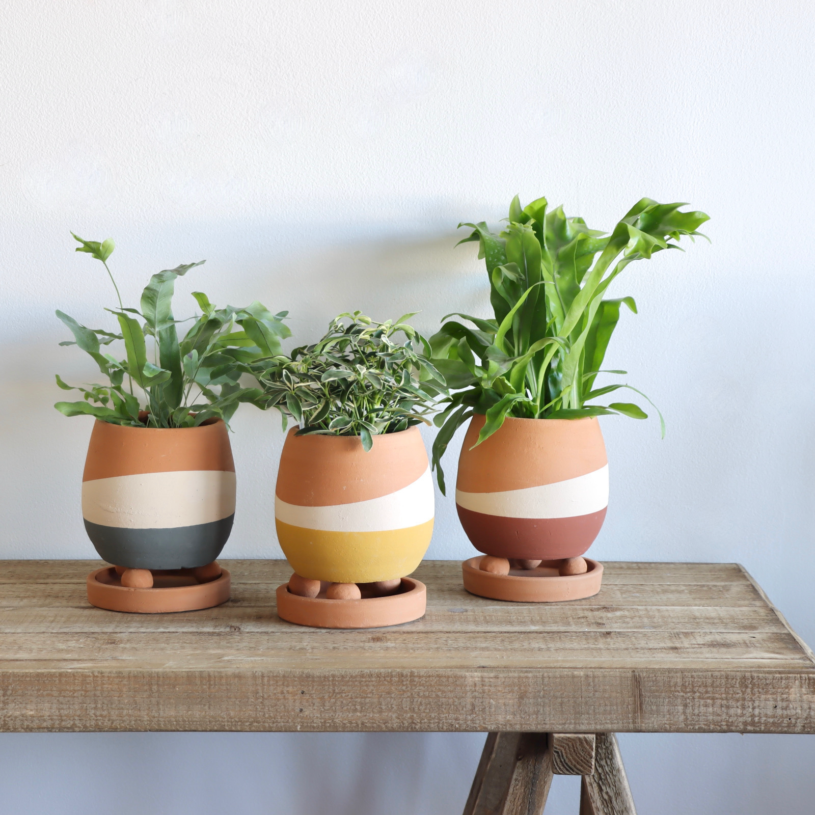 Four Surprising Reasons You NEED Plants in Your Home
