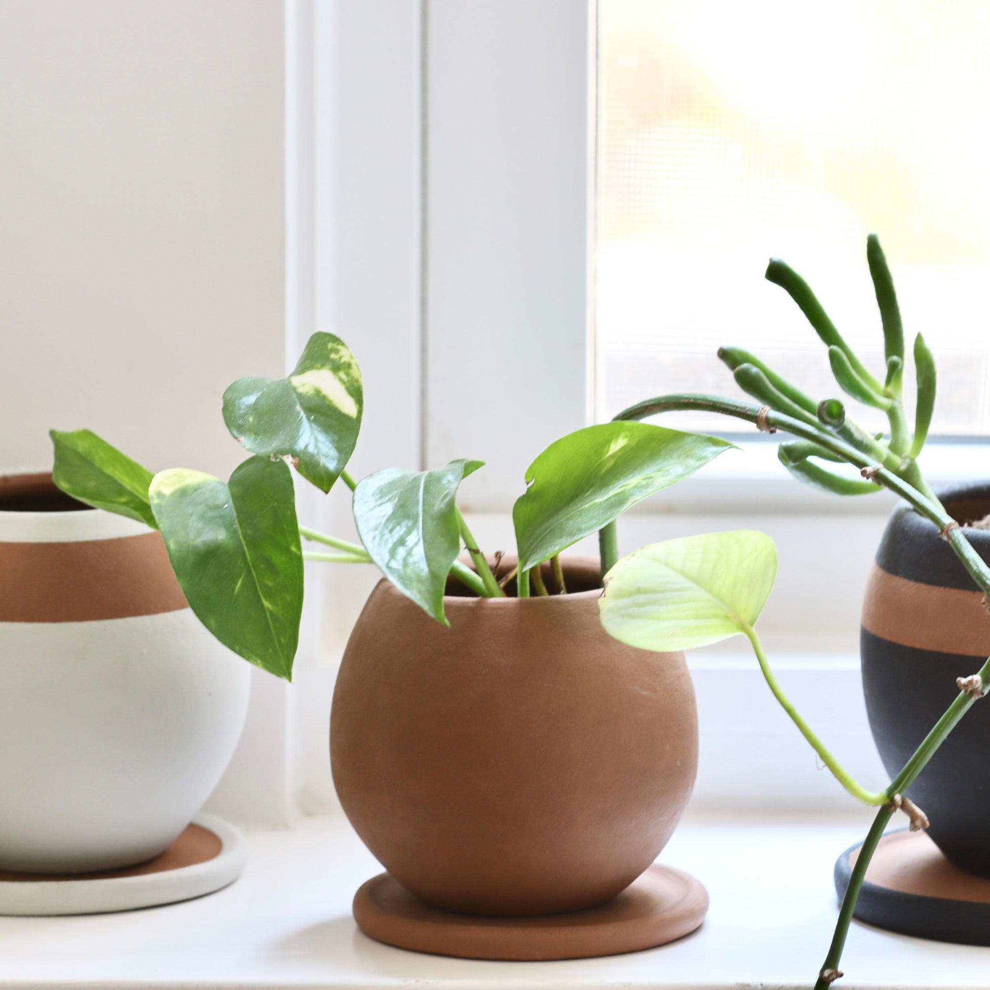 It's Time to Repot your Plants