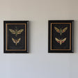 Luna Framed Moth Prints - Holistic Habitat 