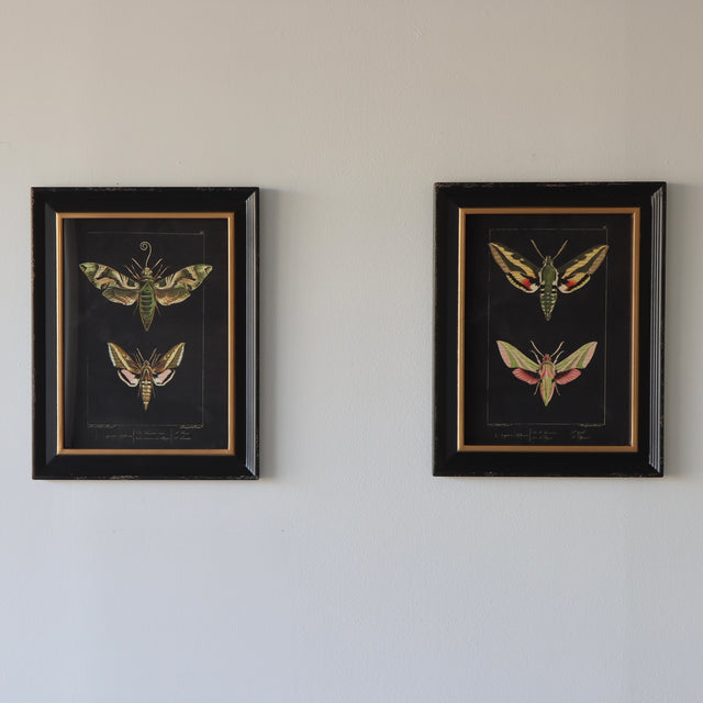 Luna Framed Moth Prints - Holistic Habitat 