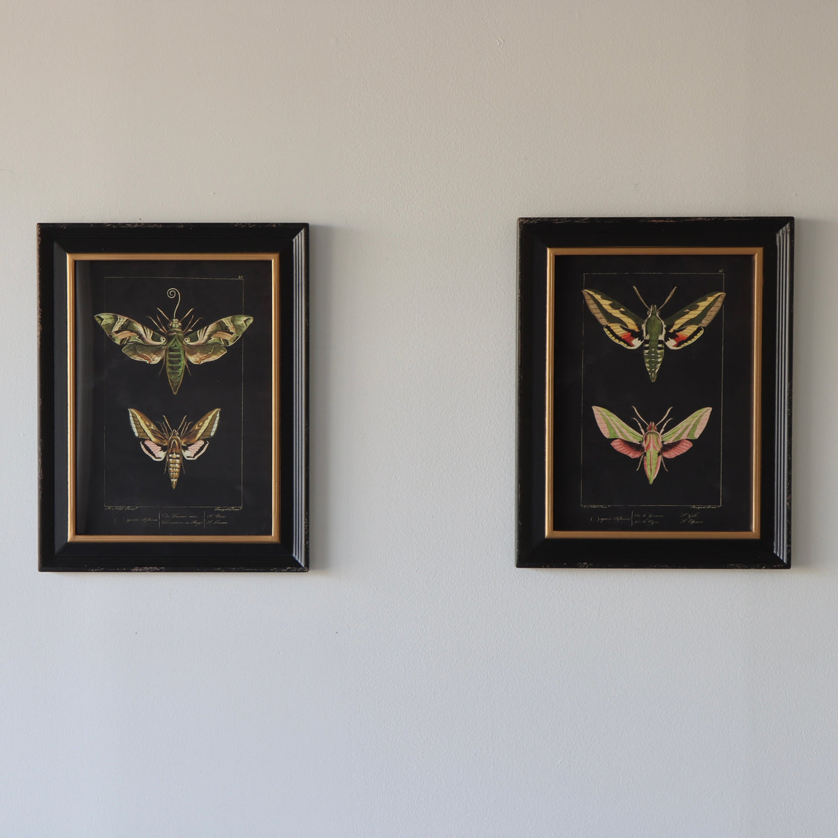 Luna Framed Moth Prints - Holistic Habitat 