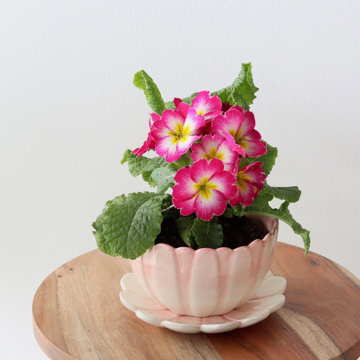 Pretty in Pink Little Flower Pot - Holistic Habitat 