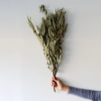 Dried Natural Eucalyptus Bunch - 30 Inch - Holistic Habitat 