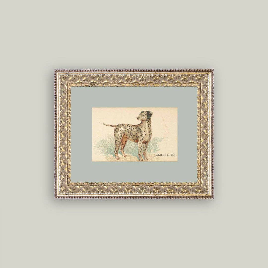 Dalmation Framed Antique Art: 8x10