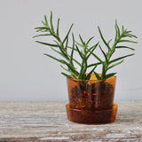 Amber Glass Planter - Small - Holistic Habitat 