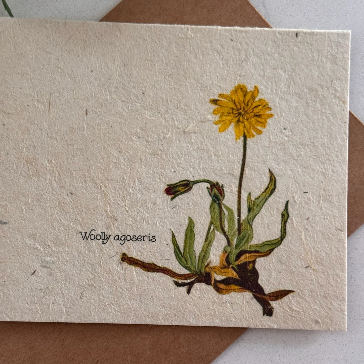 Wooly Agoseris Plantable Seed Card - Holistic Habitat 