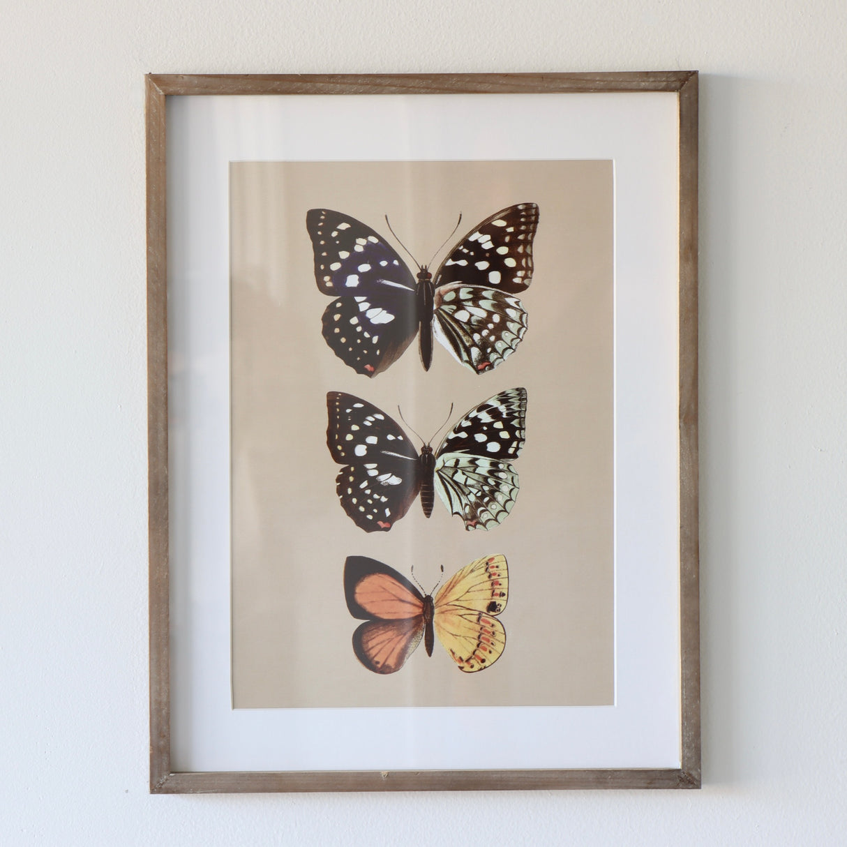 Entomologist Butterfly Framed Prints Under Glass - Set of 2 - Holistic Habitat 