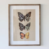 Entomologist Butterfly Framed Prints Under Glass - Set of 2 - Holistic Habitat 