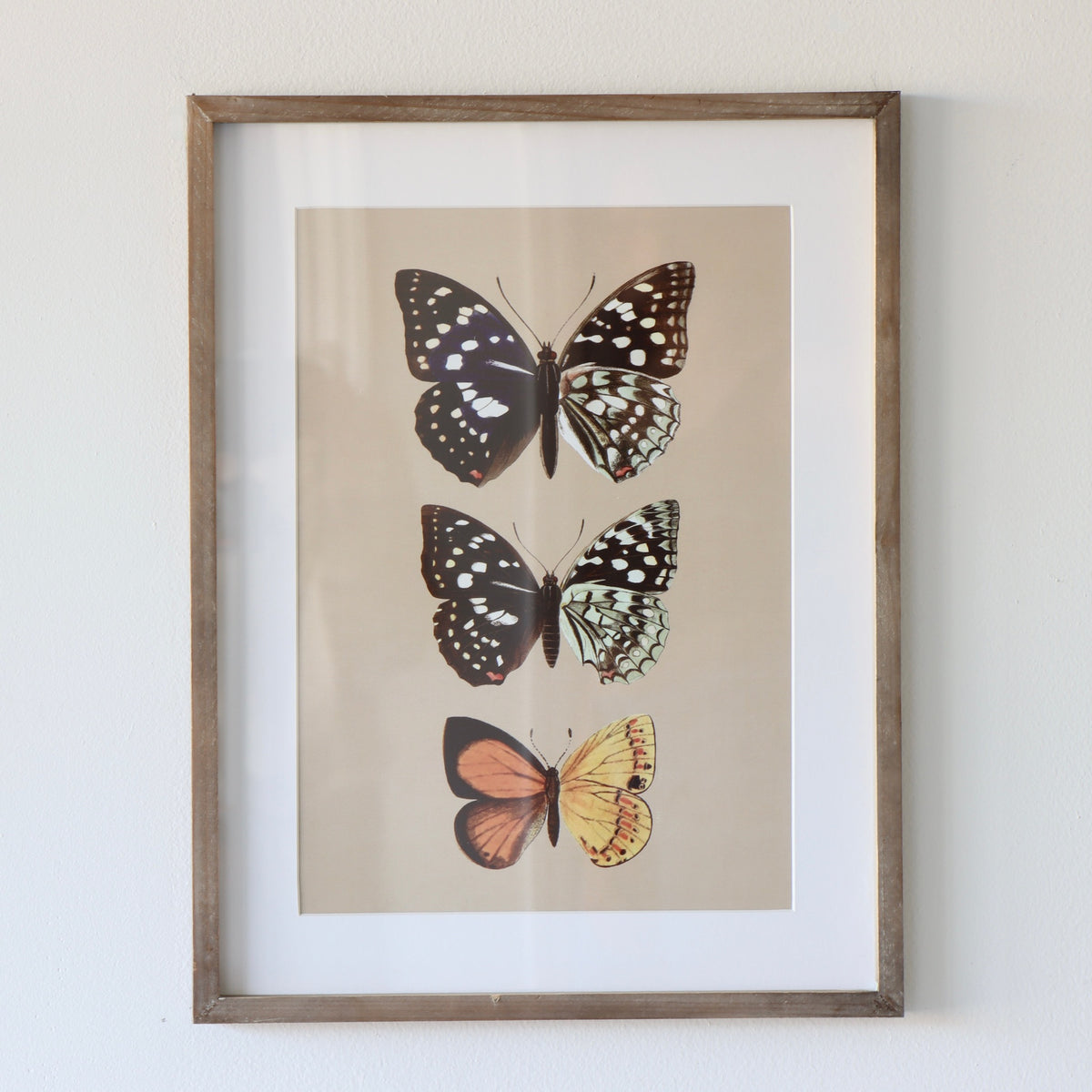 Entomologist Butterfly Framed Prints Under Glass - Set of 2 - Holistic Habitat 