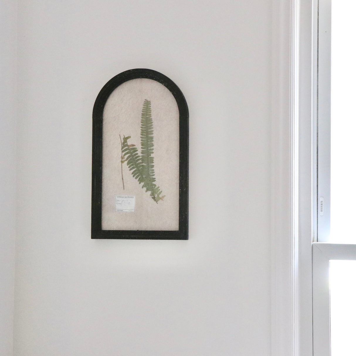 Boston Fern Pressed Dried Botanical Art