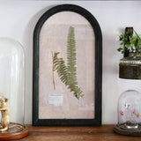 Boston Fern Pressed Dried Botanical Art