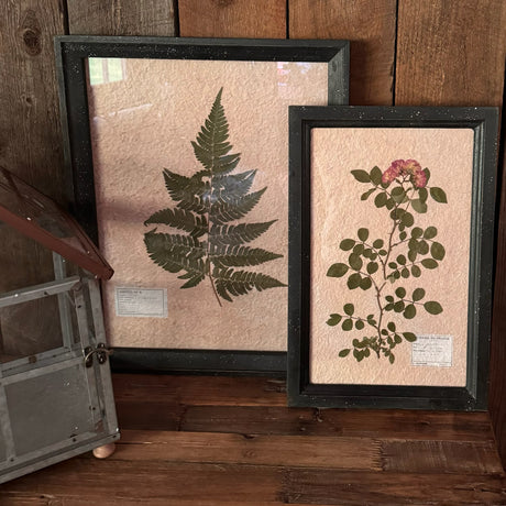 Lady Fern Pressed Dried Botanical Art