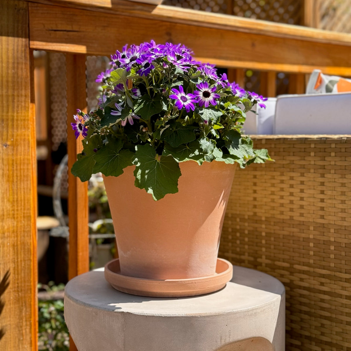Everly Terracotta Pot With Saucer - Small - Holistic Habitat 