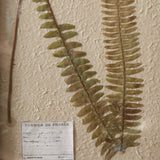 Boston Fern Pressed Dried Botanical Art