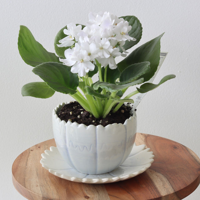 Blue Bell Little Flower Pot - Holistic Habitat 