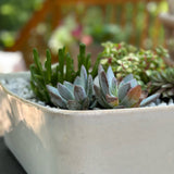 Valli Square Stoneware Planter - Holistic Habitat 