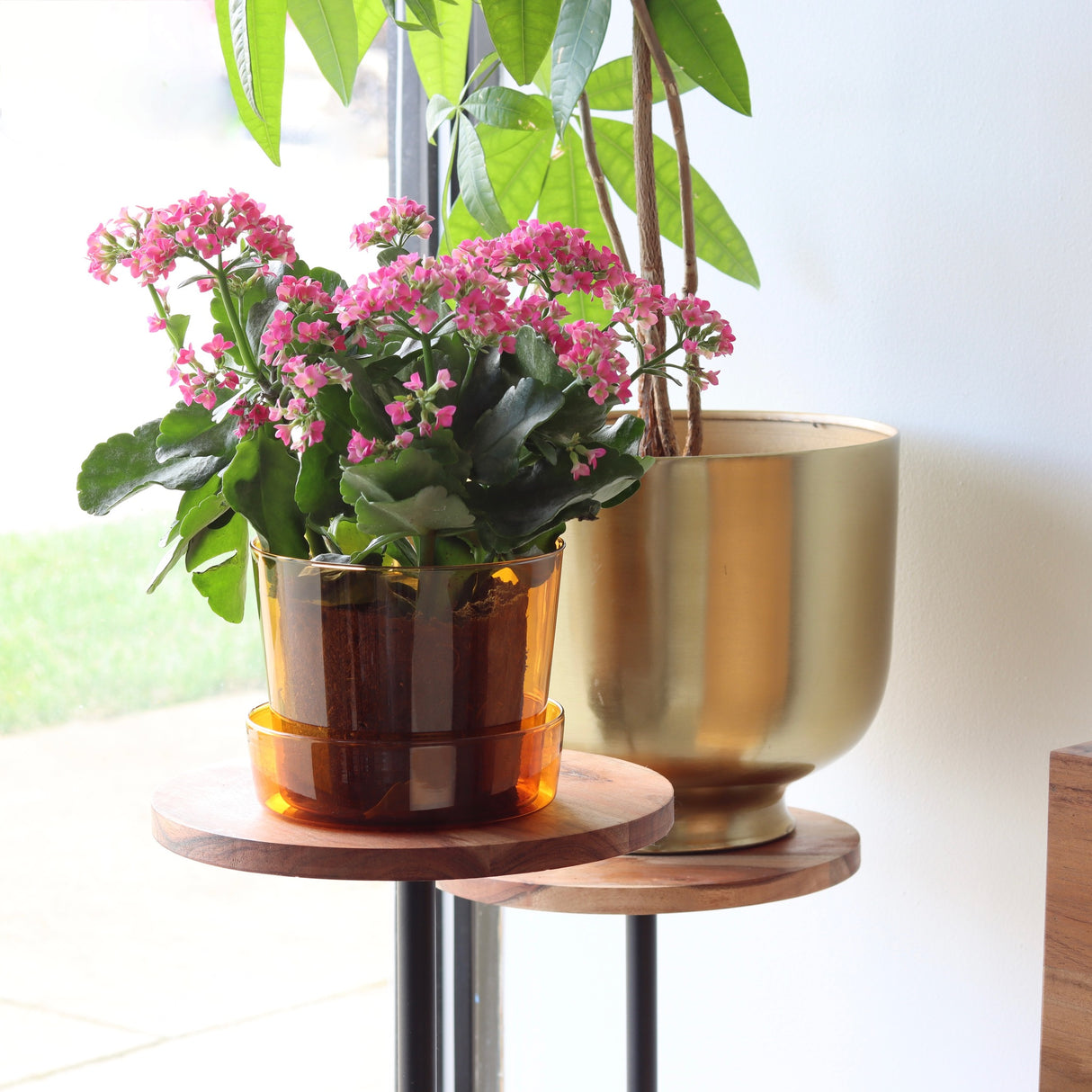 Amber Glass Planter - Medium - Holistic Habitat 