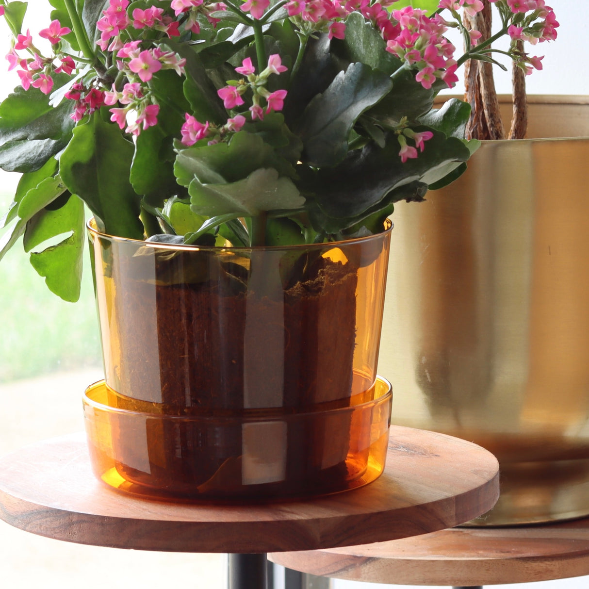 Amber Glass Planter - Medium - Holistic Habitat 