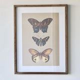 Entomologist Butterfly Framed Prints Under Glass - Set of 2 - Holistic Habitat 