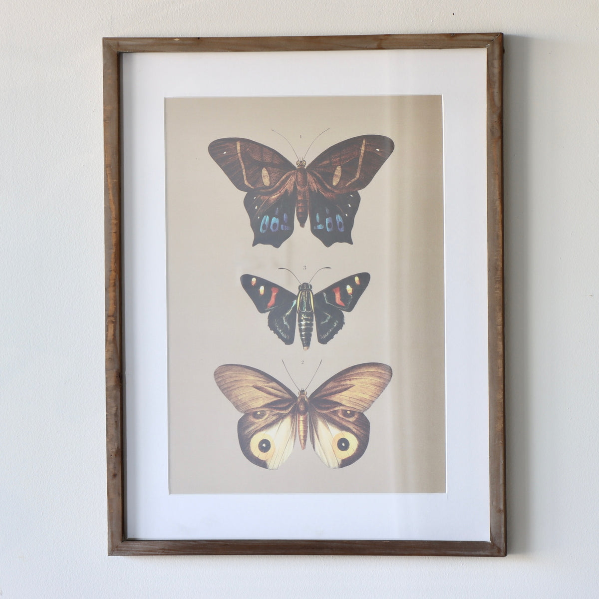 Entomologist Butterfly Framed Prints Under Glass - Set of 2 - Holistic Habitat 