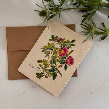 Bourgea Rose Plantable Seed Card - Holistic Habitat 