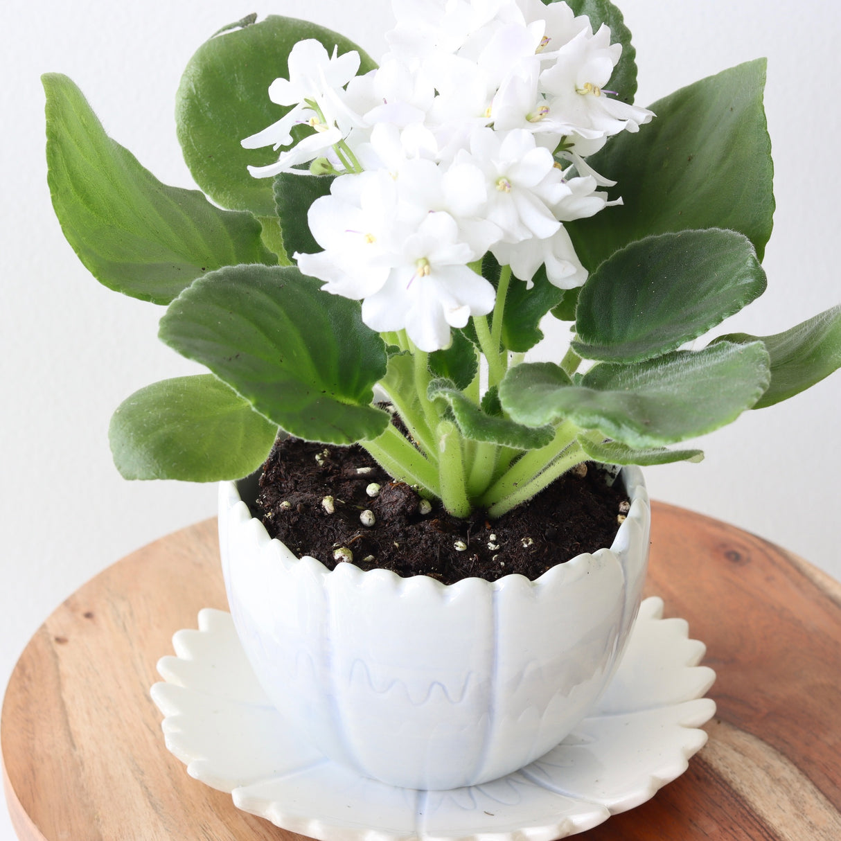 Blue Bell Little Flower Pot - Holistic Habitat 