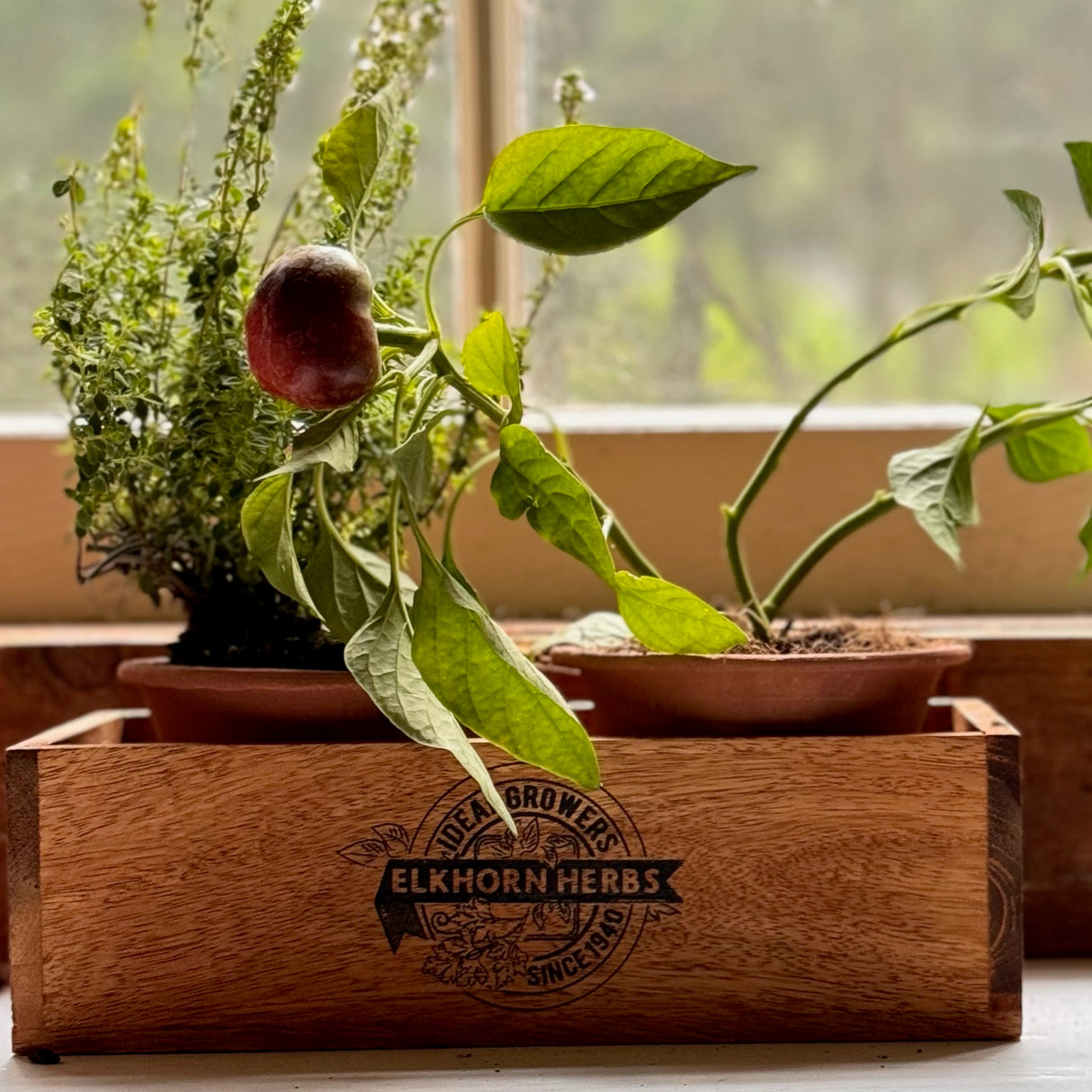 Wooden Crate & Terracotta Herb Caddy