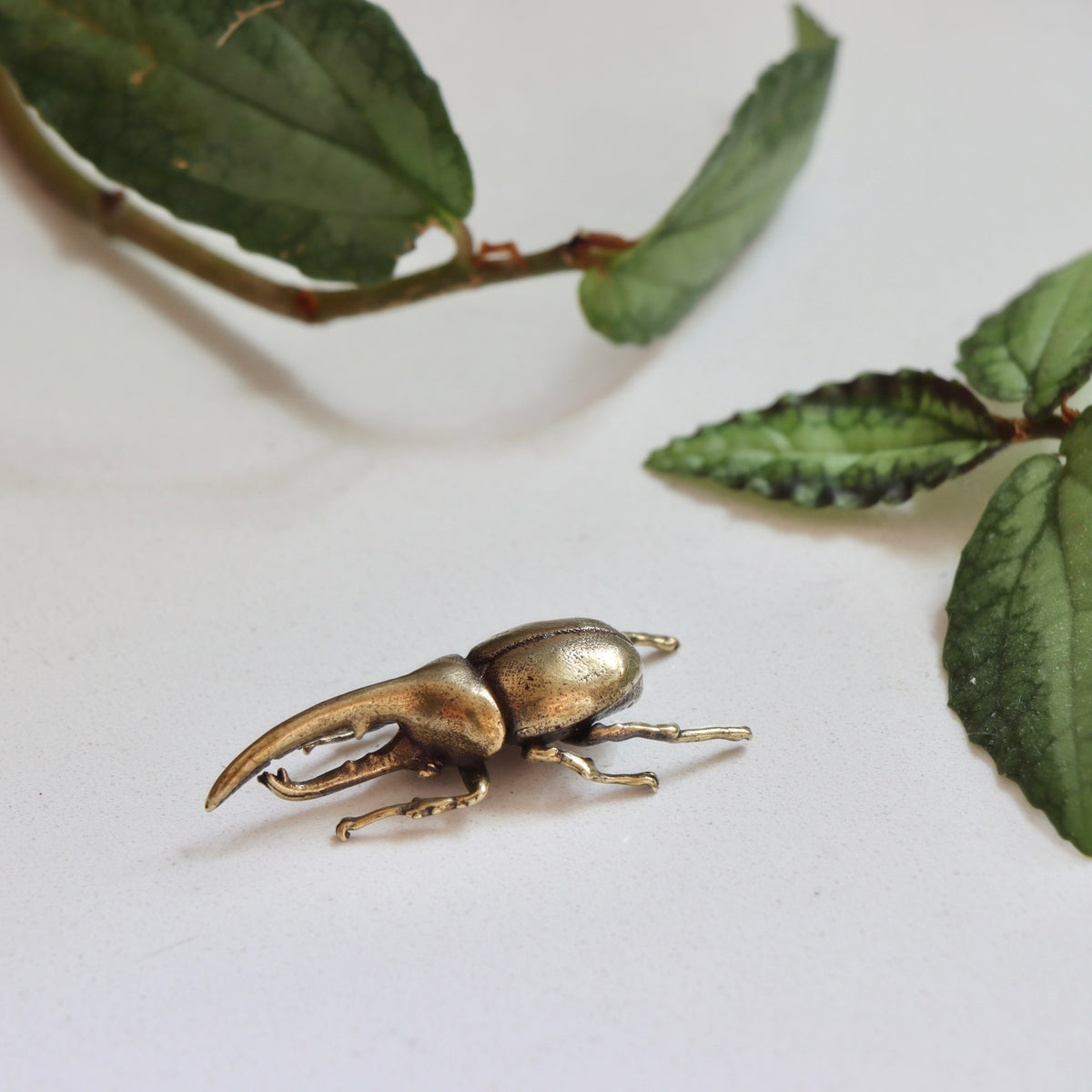 Mini Brass Beetle - Holistic Habitat 