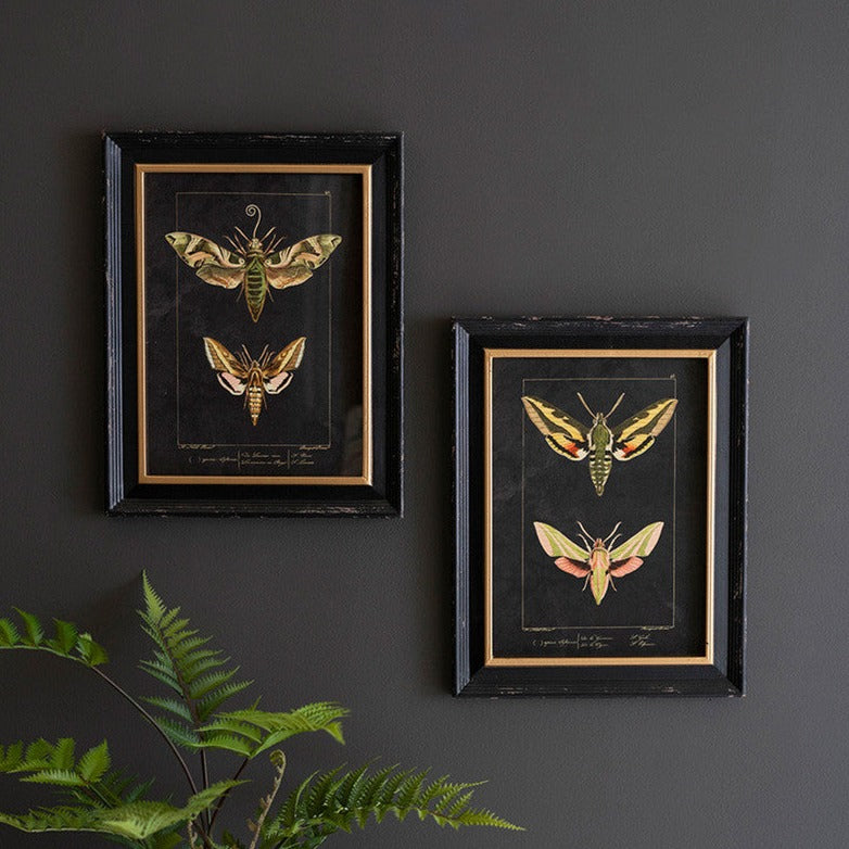 Luna Framed Moth Prints - Holistic Habitat 