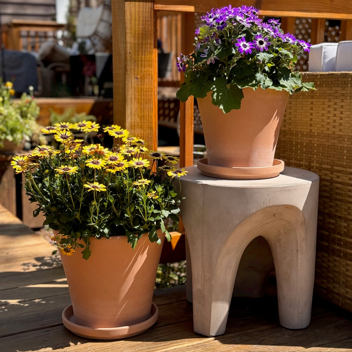 Everly Terracotta Pot With Saucer - Small - Holistic Habitat 