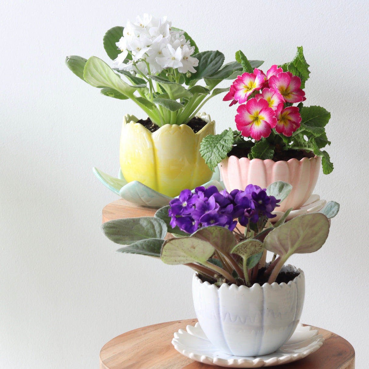 Blue Bell Little Flower Pot - Holistic Habitat 