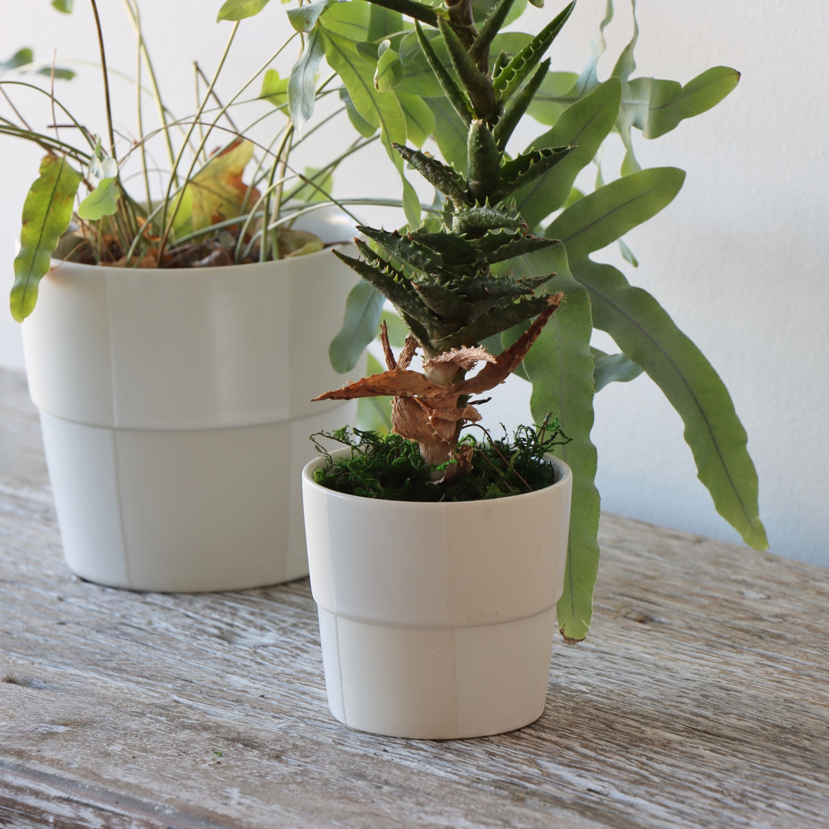 Beige and Ivory Checkerboard Pot - Small - Holistic Habitat 
