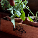 Wooden Crate & Terracotta Herb Caddy