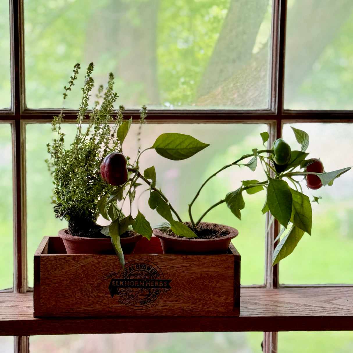 Wooden Crate & Terracotta Herb Caddy