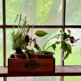 Wooden Crate & Terracotta Herb Caddy