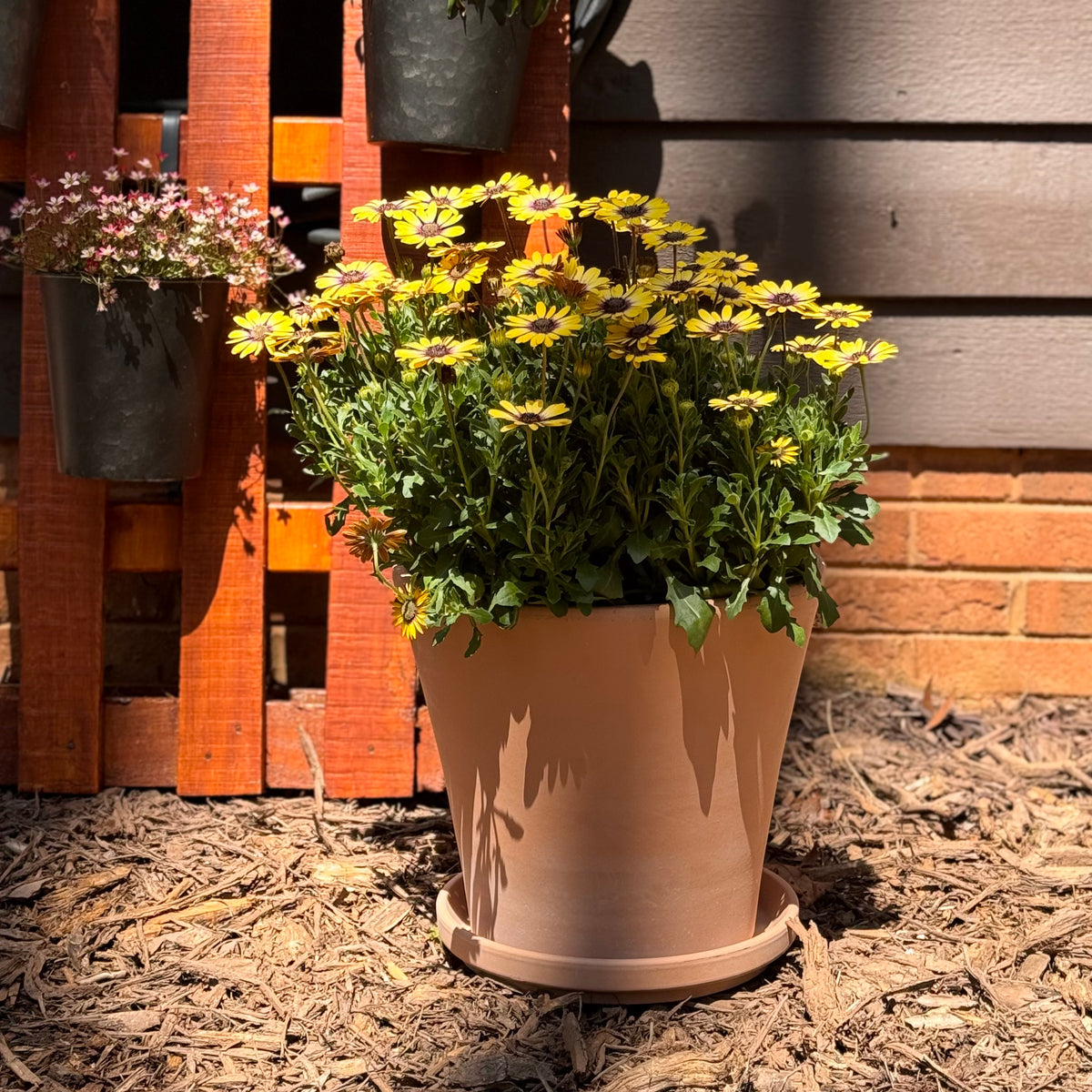 Everly Terracotta Pot With Saucer - Medium - Holistic Habitat 