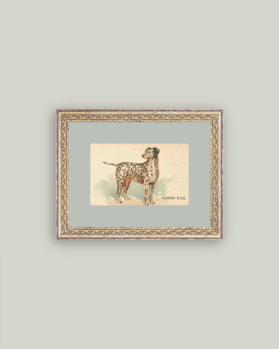 Dalmation Framed Antique Art: 8x10