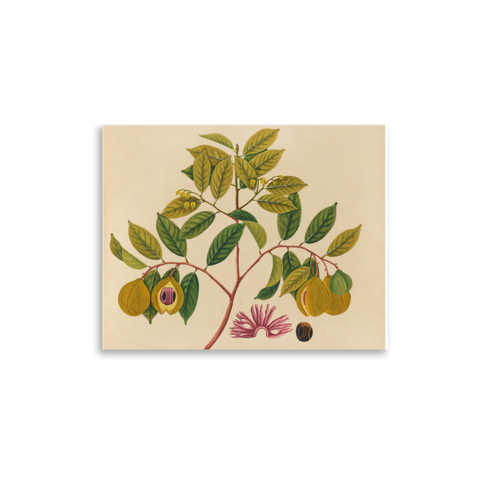 Album of watercolors of Asian fruits and flowers Pl.35