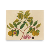 Album of watercolors of Asian fruits and flowers Pl.35