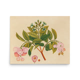 Album of watercolors of Asian fruits and flowers Pl.06