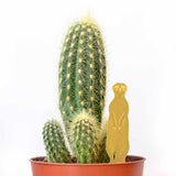 Meerkat Etched Brass Houseplant Decoration - Holistic Habitat 