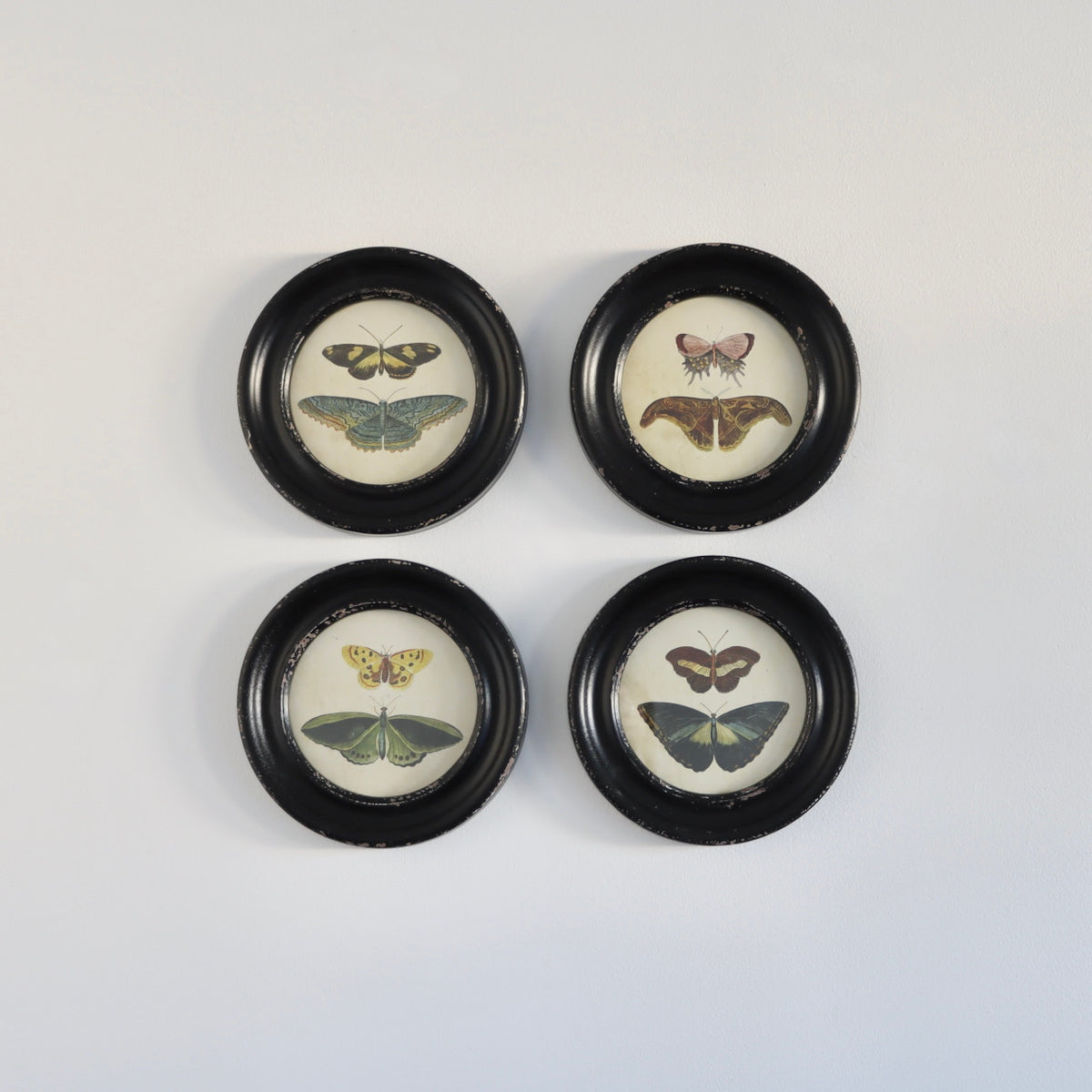 Butterfly Collection-Framed Prints Under Glass Set of 4 - Holistic Habitat 