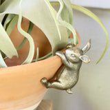 Climbing Rabbit - Holistic Habitat 