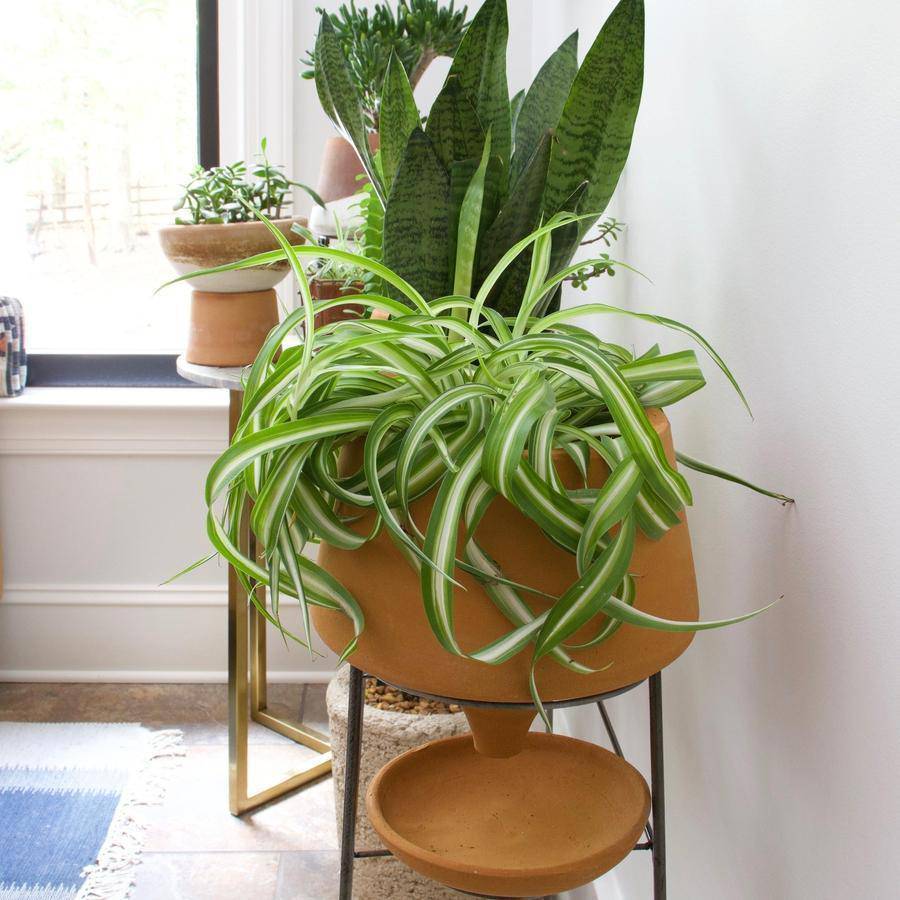 Set of 3 Natural Clay Funnel Pots on Wire Console - Holistic Habitat 