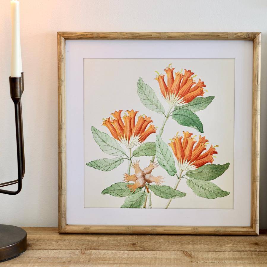 Bamboo Framed Flower Prints - Set of 4 - Holistic Habitat 