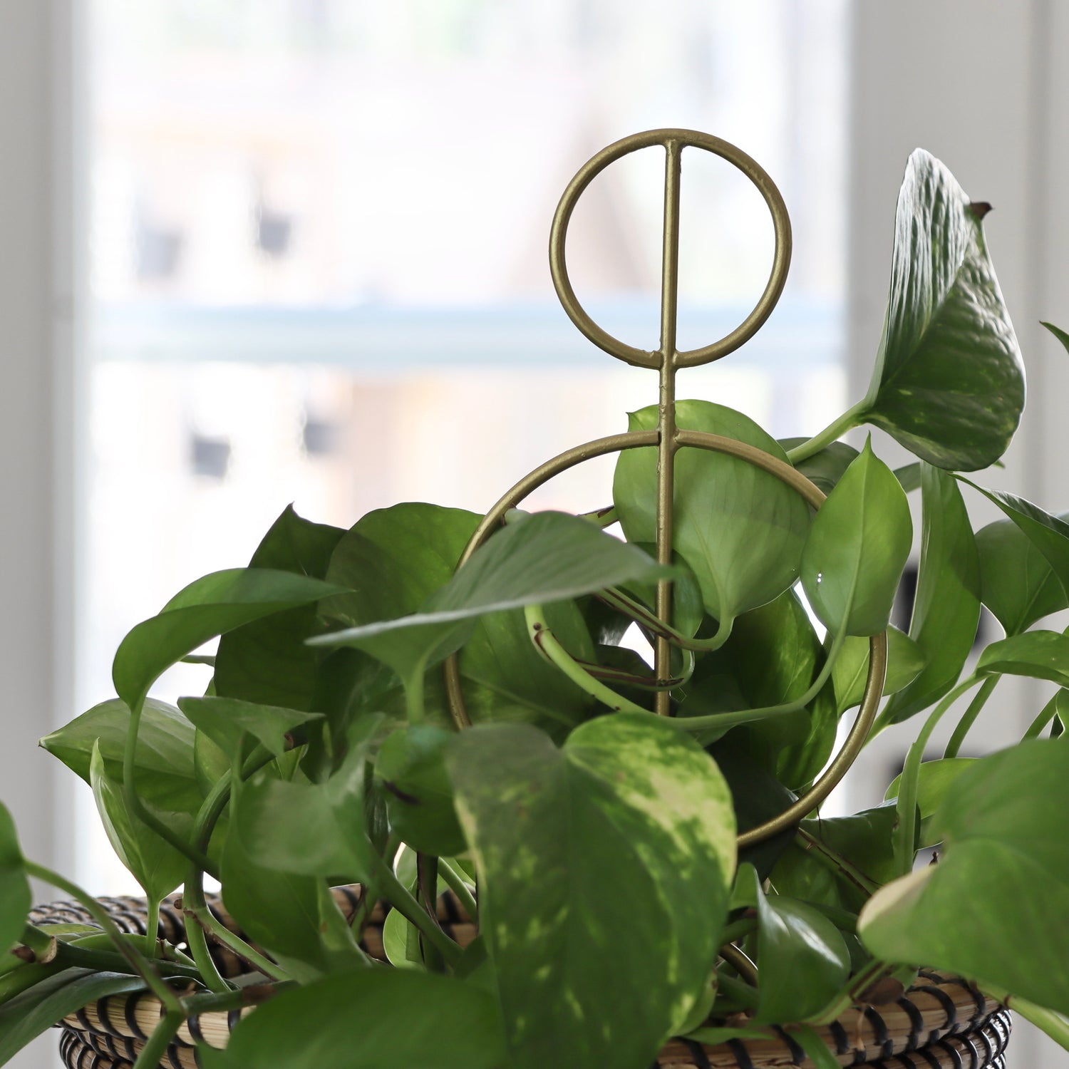 Gold Halo Plant Stick – Holistic Habitat