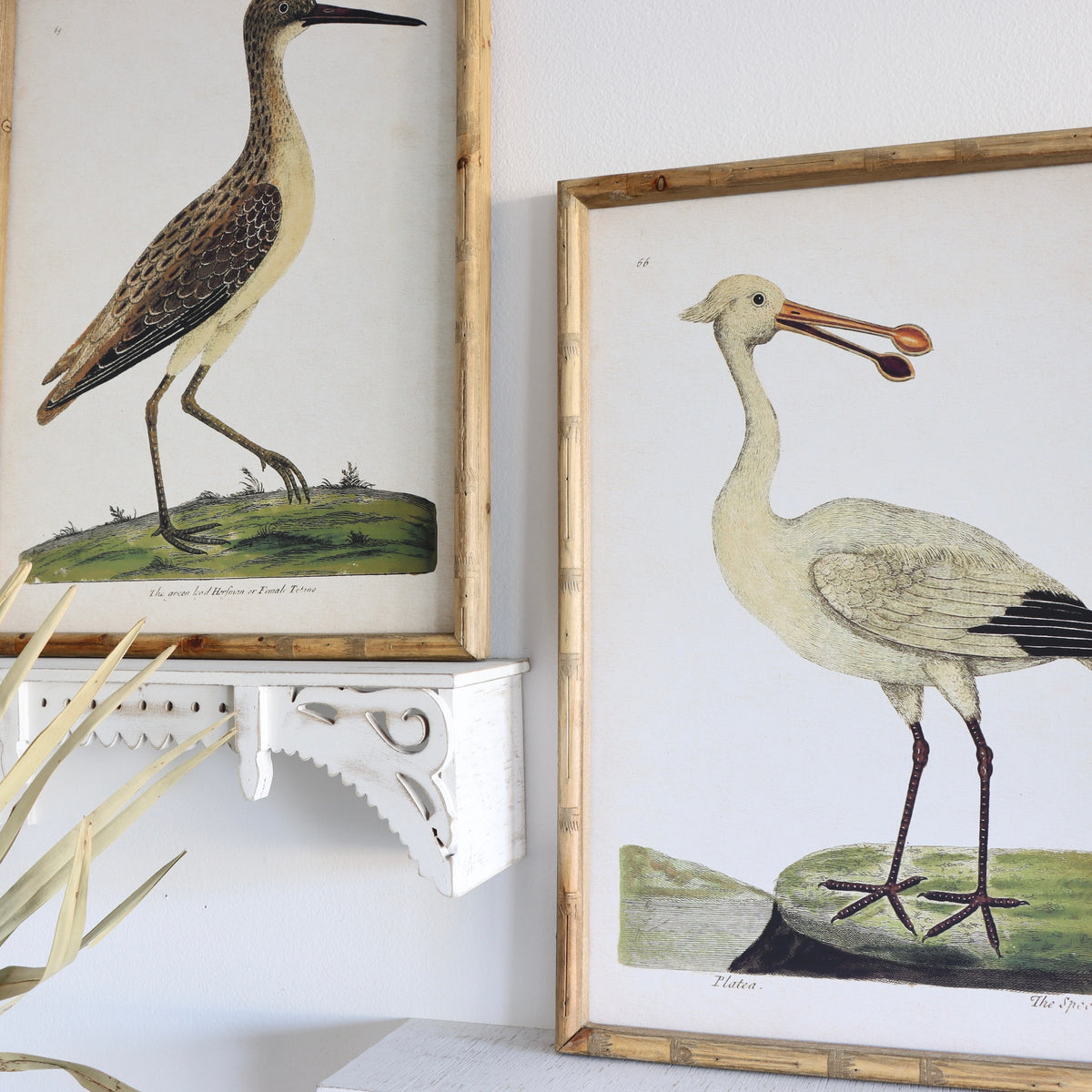 Marco Shorebird Framed Prints - Holistic Habitat 