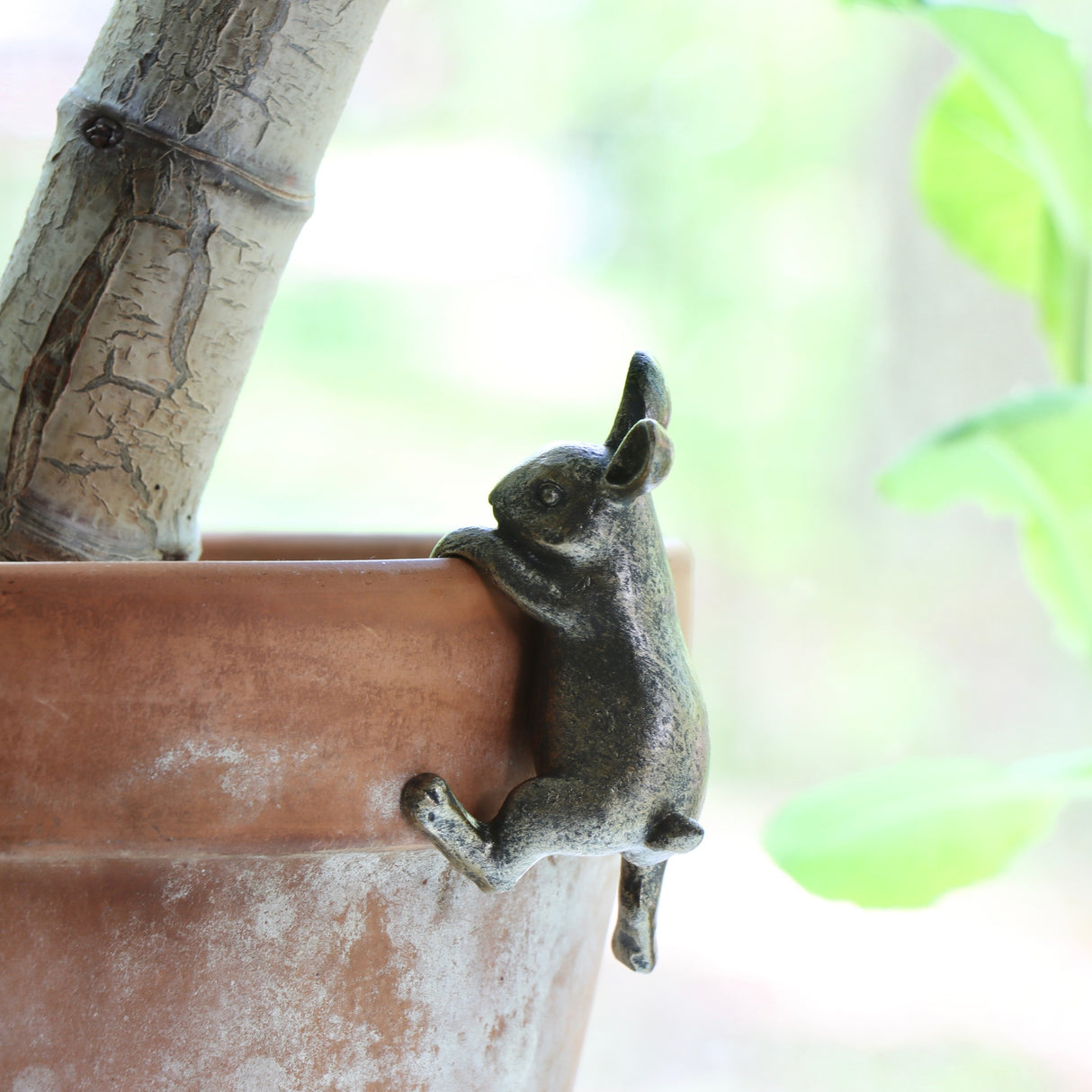 Climbing Rabbit - Holistic Habitat 